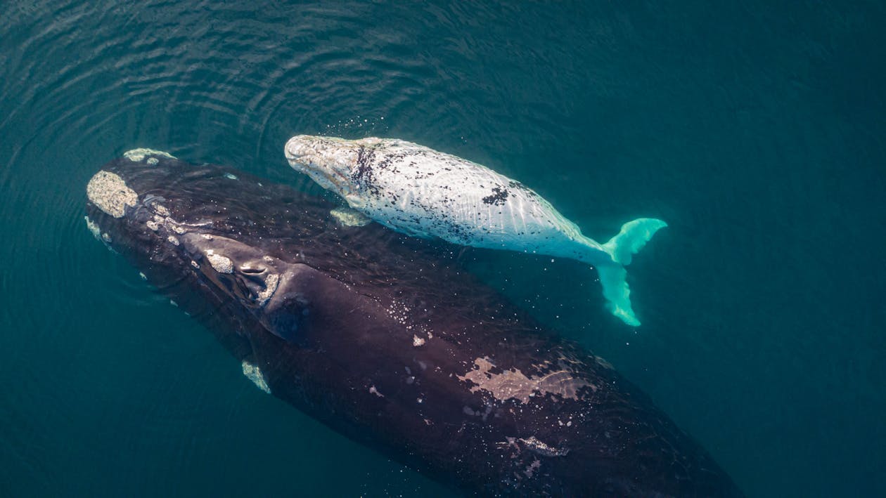 How Big Is a Baby Blue Whale?