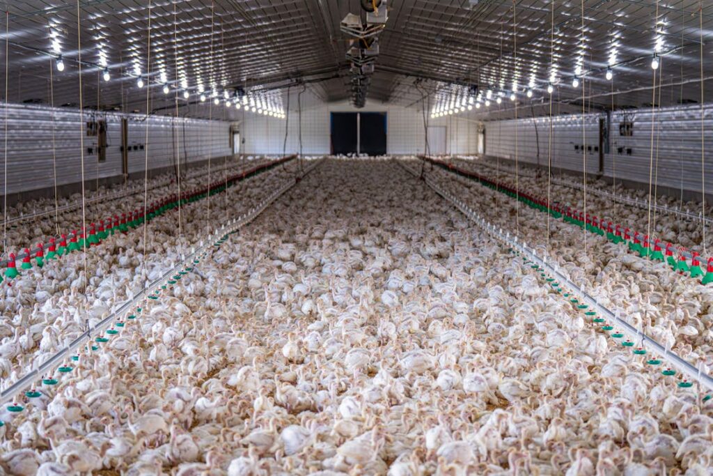 How Chickens Are Big Business