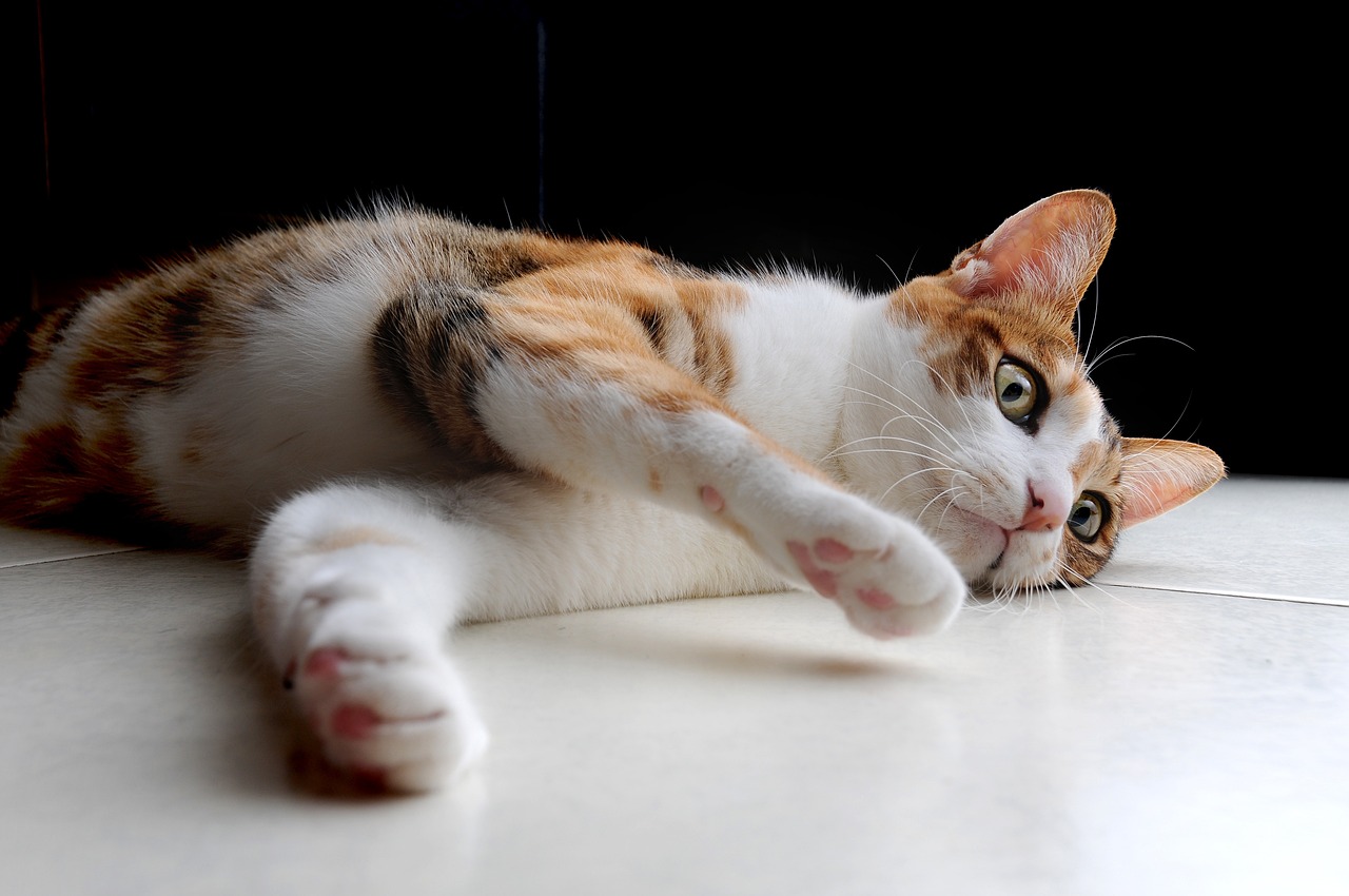 11 Years Old cat