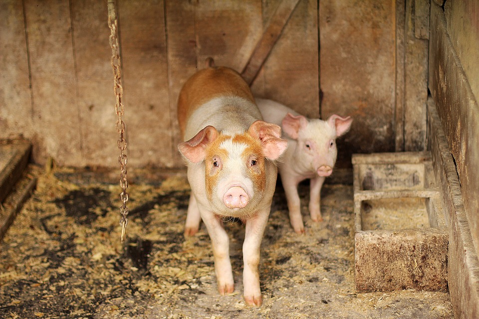 animal cruelty in the meat industry