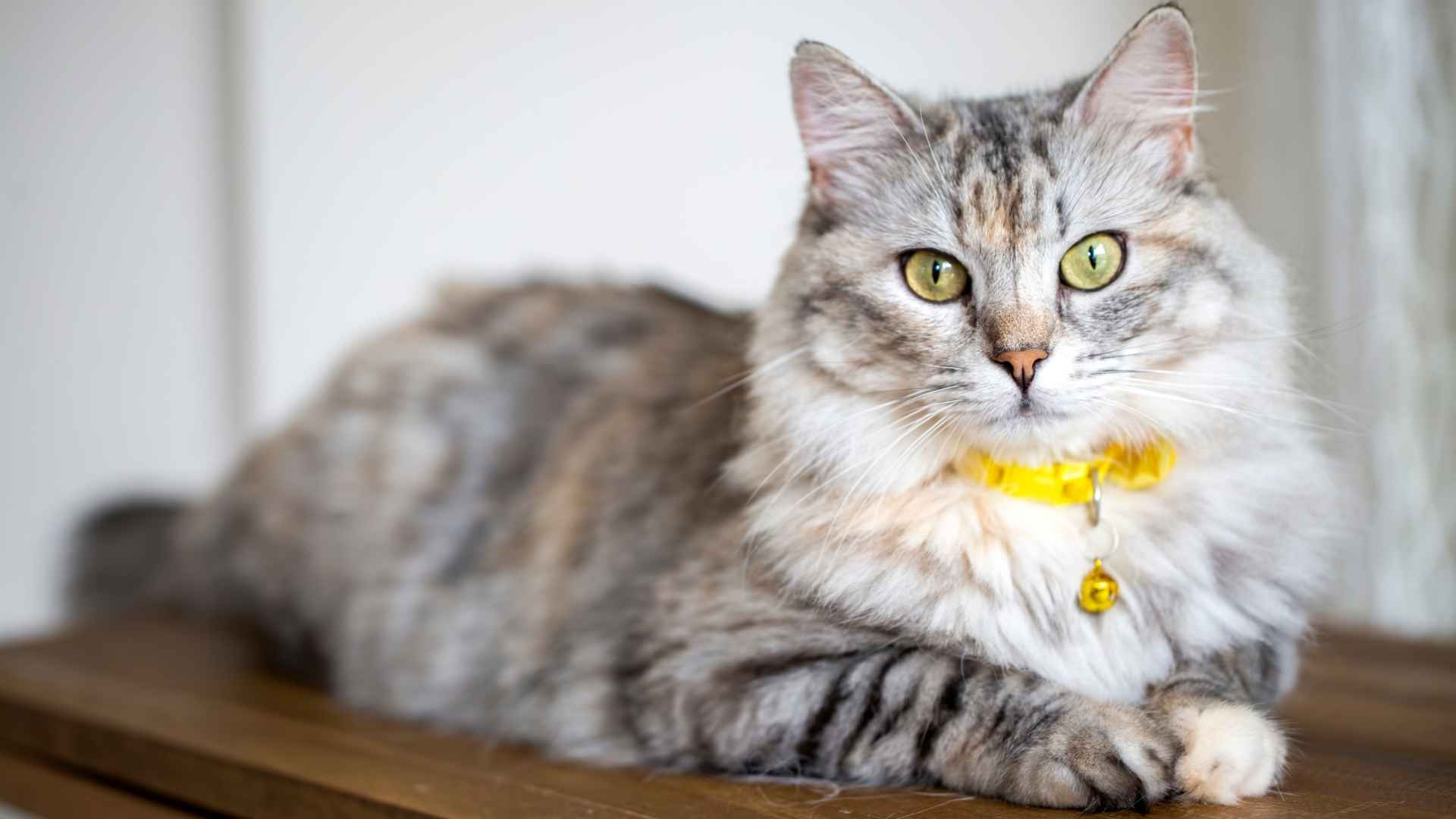 7 Biggest House Cat Breeds That Make Majestic Pets