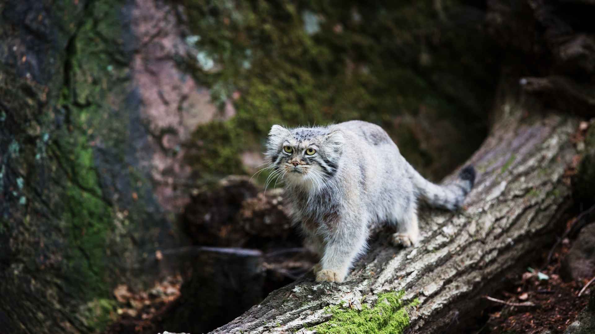 Small Wild Cat Breeds You’ve Never Heard Of
